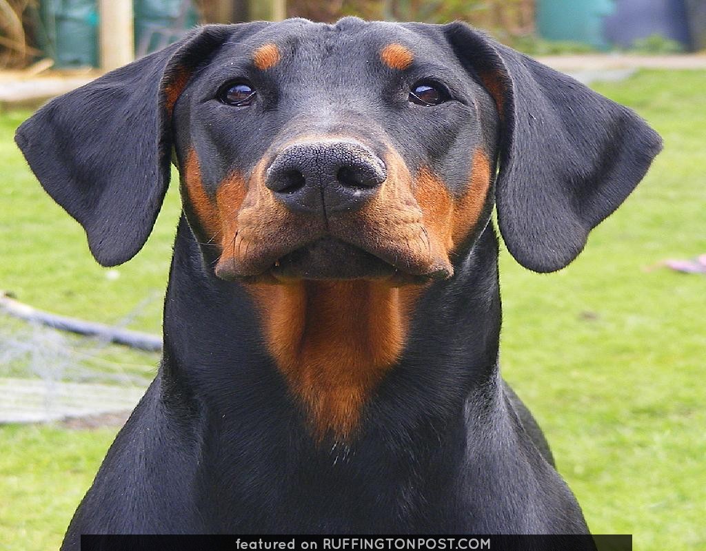 This Dobie Is Quite The Mean Machine Ruffington Post