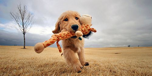 Pup retrieves a giraffe!